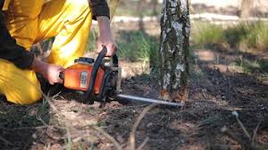 Best Lawn Pest Prevention  in Boonville, CA