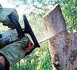 Best Fruit Tree Pruning  in Boonville, CA