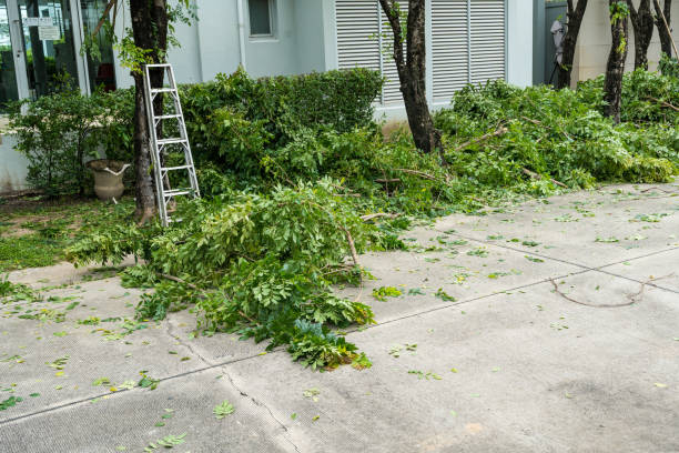 Professional Tree Removal in Boonville, CA