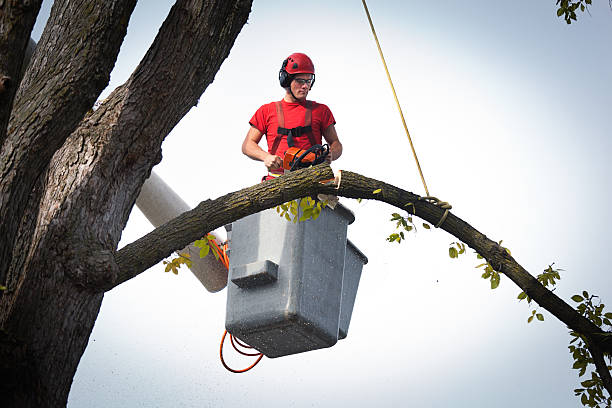 Best Tree Preservation Services  in Boonville, CA