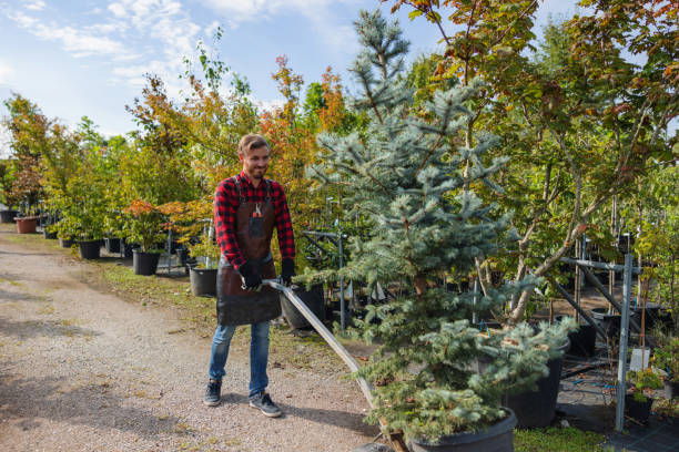 Best Tree Health Inspection  in Boonville, CA